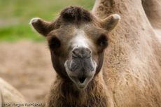 Kamel (33 von 108).jpg